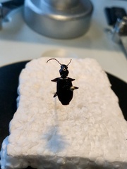 Platynus tenuicollis