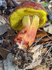 Aureoboletus flaviporus