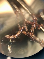 Platynus tenuicollis