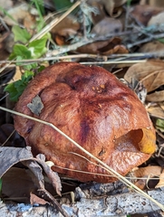 Aureoboletus flaviporus