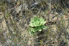 Rayjacksonia phyllocephala