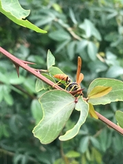Polistes crinitus