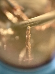 Platynus tenuicollis