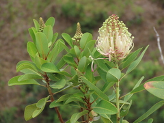 Oreocallis grandiflora