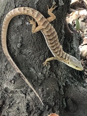 Elgaria multicarinata multicarinata