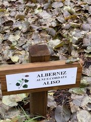 Alnus cordata