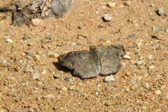 Antigonus erosus