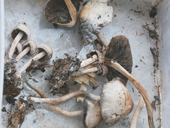 Panaeolus subbalteatus