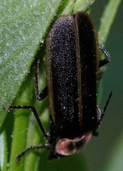 Podabrus brevicollis