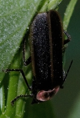 Podabrus brevicollis