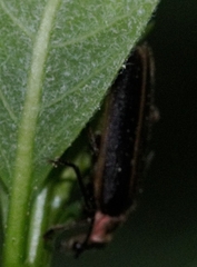 Podabrus brevicollis