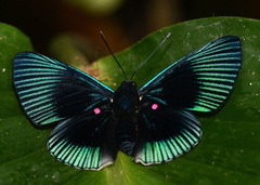 Lyropteryx apollonia
