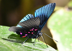 Lyropteryx apollonia
