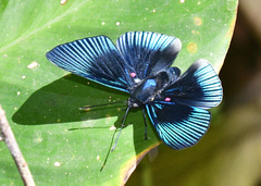 Lyropteryx apollonia