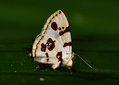 Anteros formosus