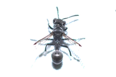 Metapolybia