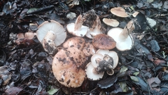 Tricholoma ustaloides