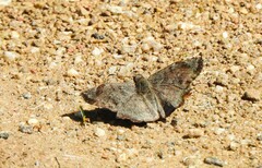 Antigonus erosus