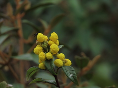 Calceolaria nivalis