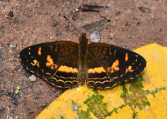 Telenassa berenice