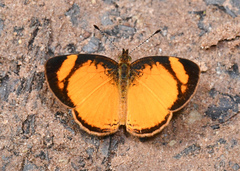 Tegosa anieta