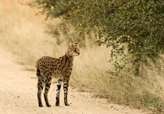 Leptailurus serval serval