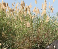 Phragmites mauritianus