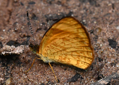 Tegosa anieta