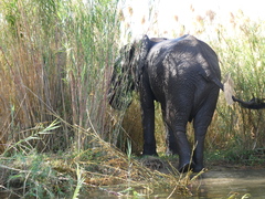 Phragmites mauritianus