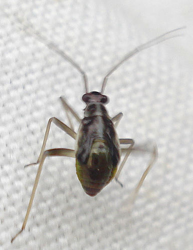 orange-spotted plant bug
