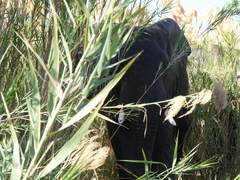 Phragmites mauritianus