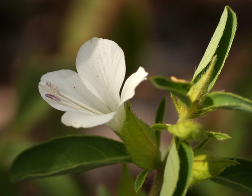 Barleria lugardii image