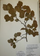 Crataegus dodgei