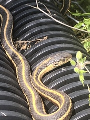 Thamnophis elegans elegans