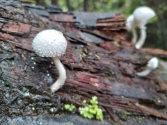 Leucocoprinus