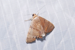 Eulepidotis juncida