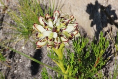 Disa bivalvata