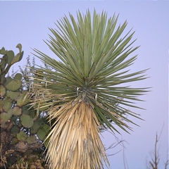 Yucca carnerosana