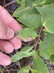 Phytomyza glabricola