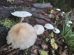 Leucocoprinus