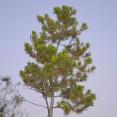 Pinus cembroides