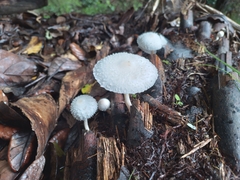 Leucocoprinus
