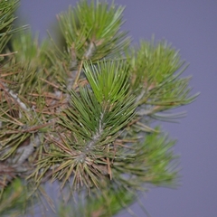 Pinus cembroides