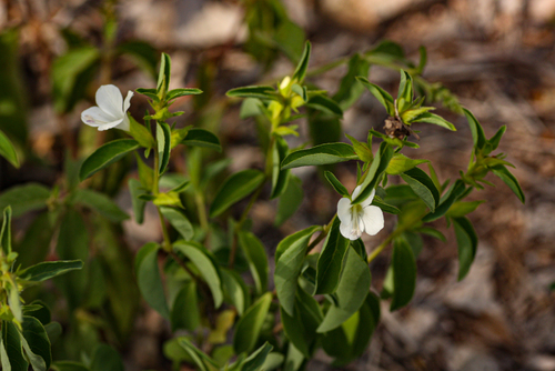 Barleria lugardii image