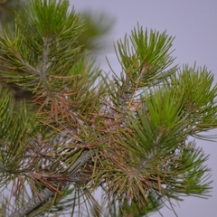 Pinus cembroides