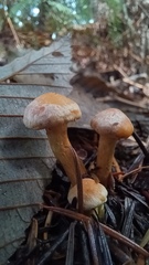 Chroogomphus tomentosus