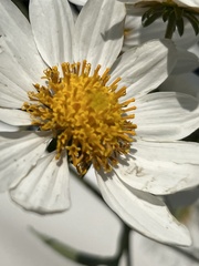 Montanoa leucantha