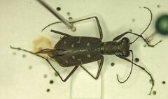 Cylindera rectangularis