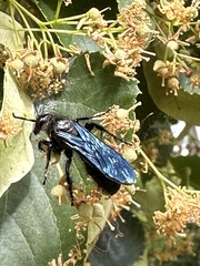 Laeviscolia frontalis