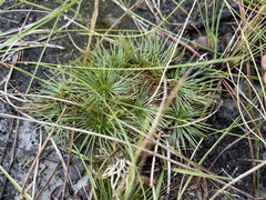 Syngonanthus flavidulus